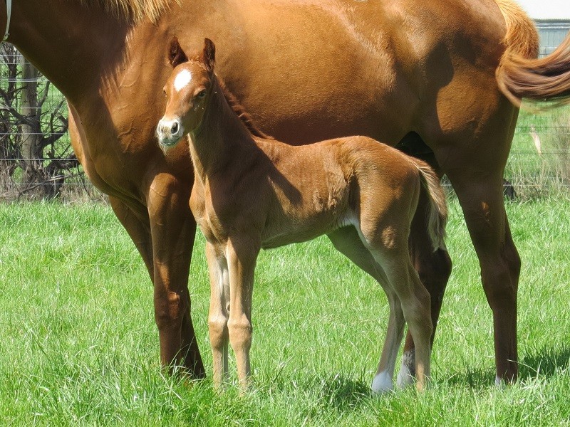 174 Barbara's Girl 15 chf 7d